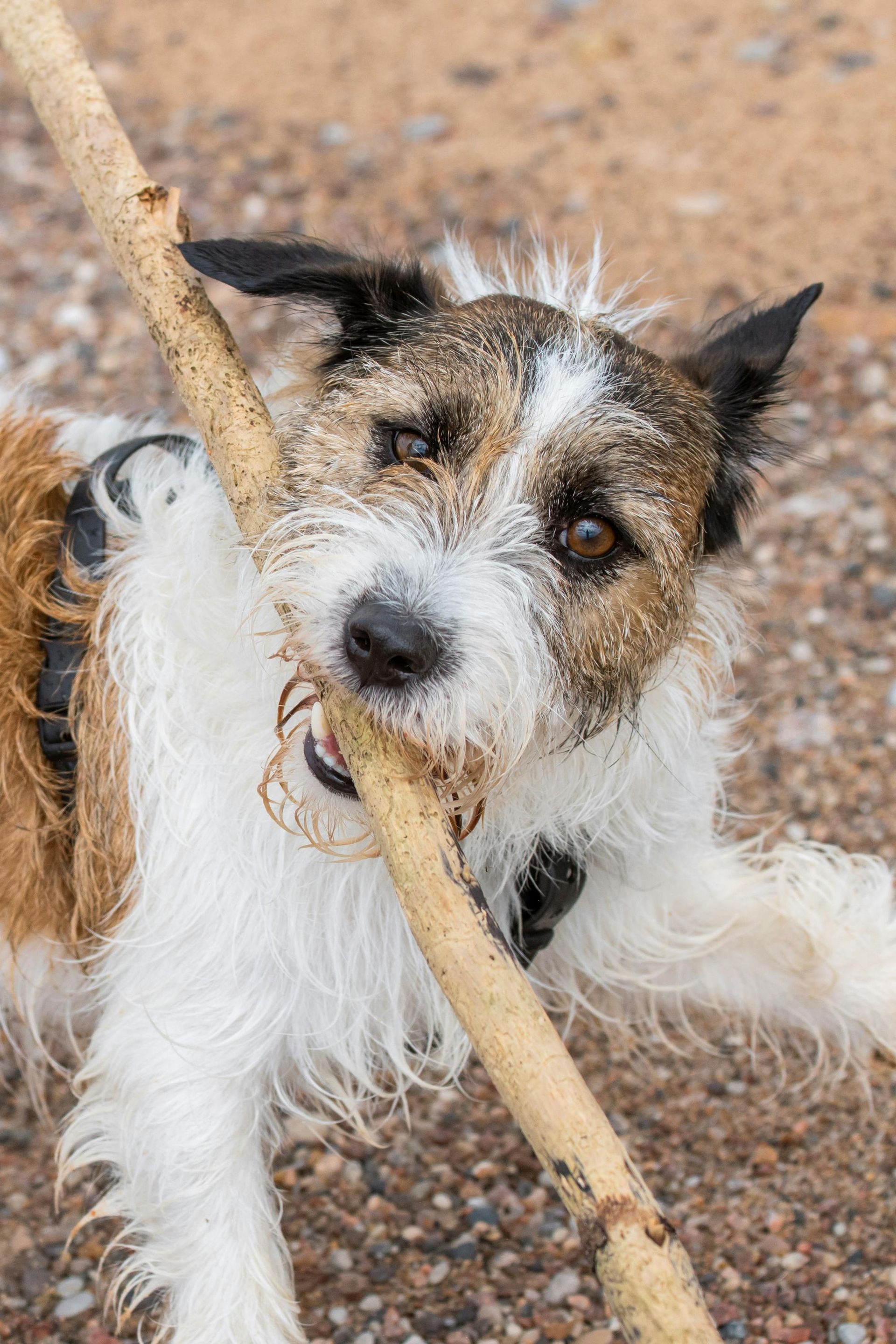 puppy playing