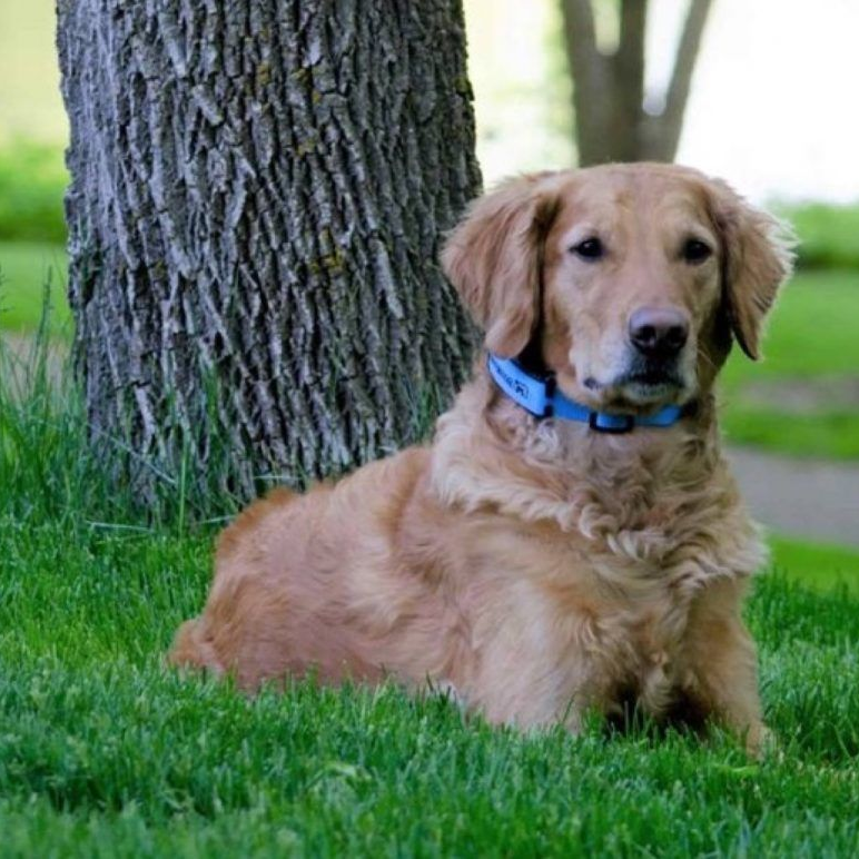 A woman is sitting on the grass with her dog.