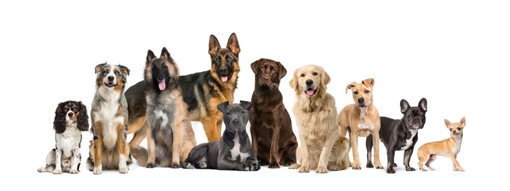 Group of dogs