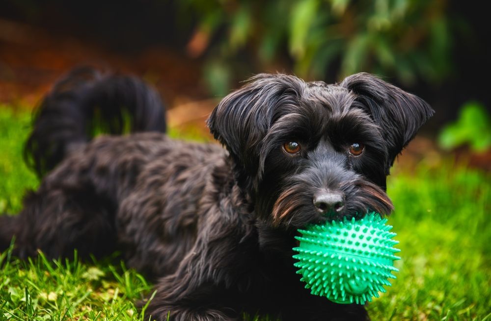 Dog with Ball