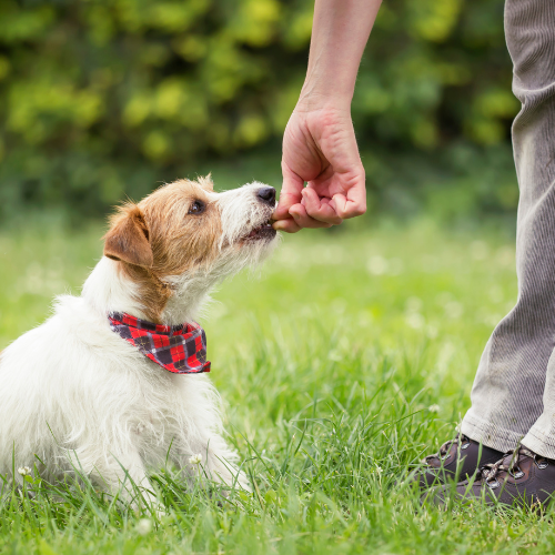 A person is feeding a dog a treat in the grass.