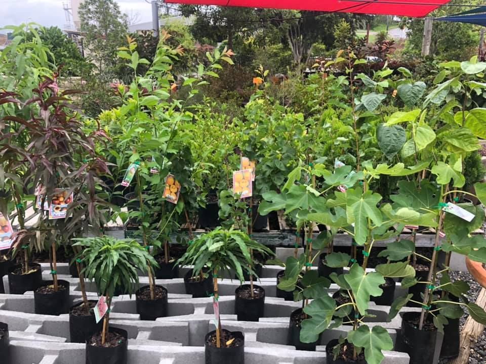 A Bunch of Potted Plants Are Sitting on a Table in a Greenhouse — Golden City Gympie Brick & Landscape in Gympie, QLD