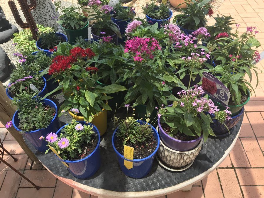 A Table Filled With Lots of Potted Plants and Flowers — Golden City Gympie Brick & Landscape in Gympie, QLD