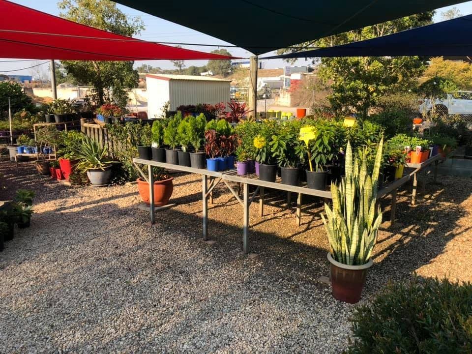 A Bunch of Potted Plants Are Sitting on a Table Under an Umbrella — Golden City Gympie Brick & Landscape in Gympie, QLD