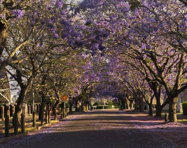 A Row of Trees With Purple Flowers on Them — VIP Car Care Newcastle in Port Stephens, NSW