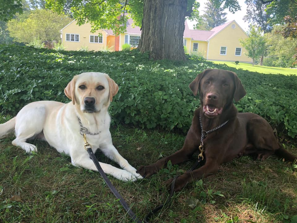 Black and White Dog Sitting on the Grass — Redding, CT — Canine College