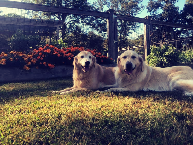 Two Dogs Sitting on the Grass — Redding, CT — Canine College