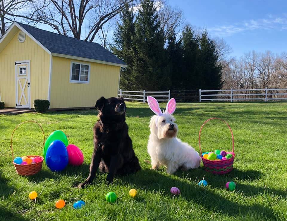 Black and White Dog — Redding, CT — Canine College