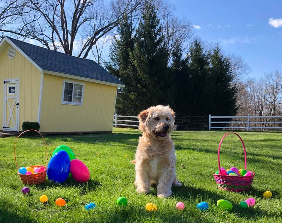 Cute Dog — Redding, CT — Canine College