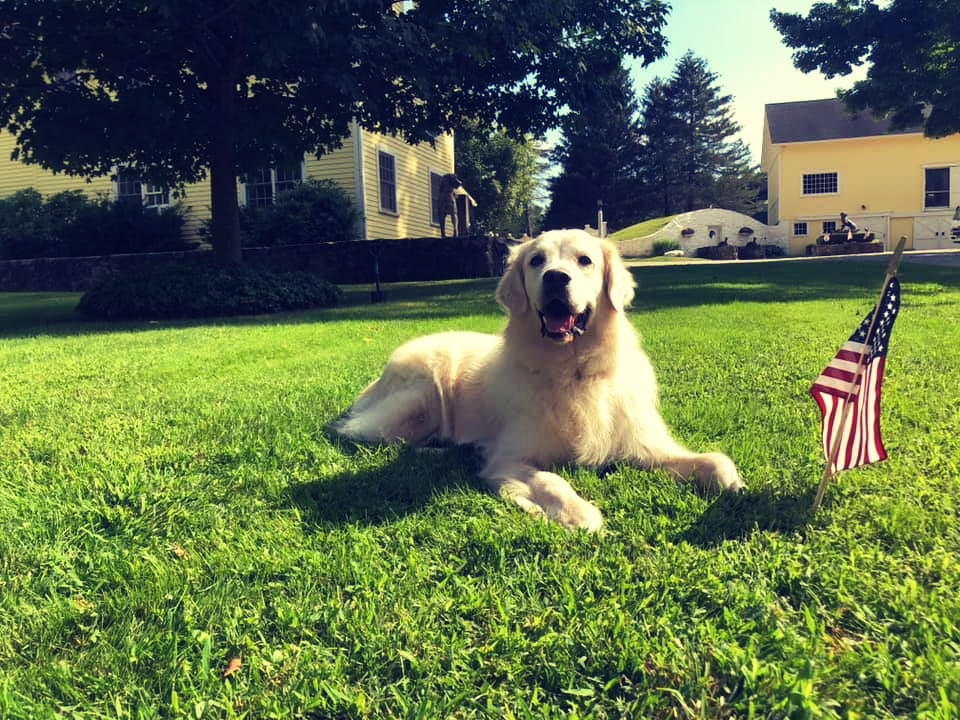 Dog with Flag — Redding, CT — Canine College