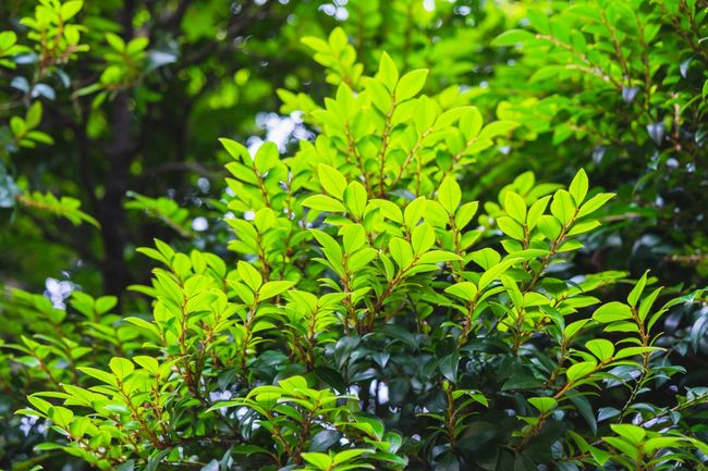 a green and healthy tree leaves
