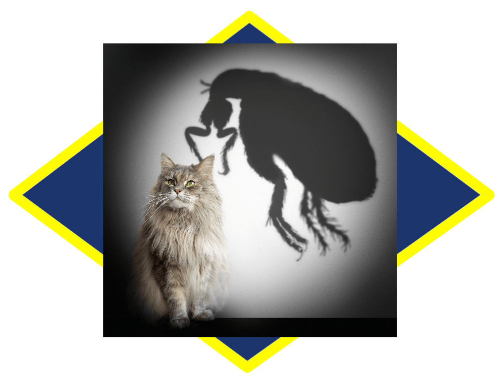 a cat is sitting next to a shadow of a flea on a wall .