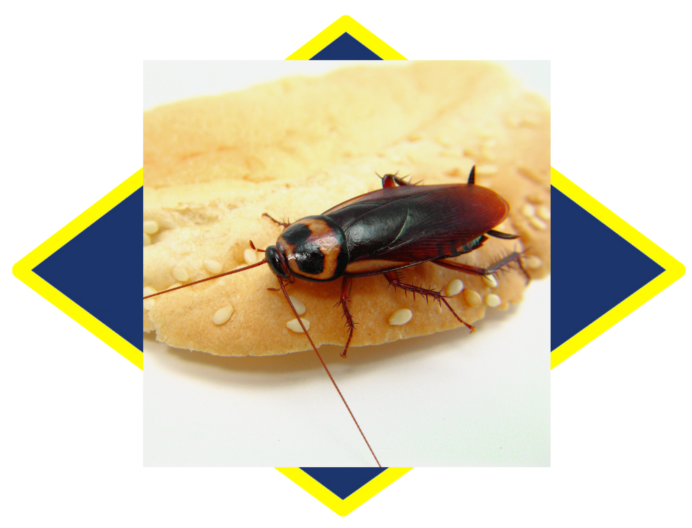 a cockroach is sitting on a piece of bread .