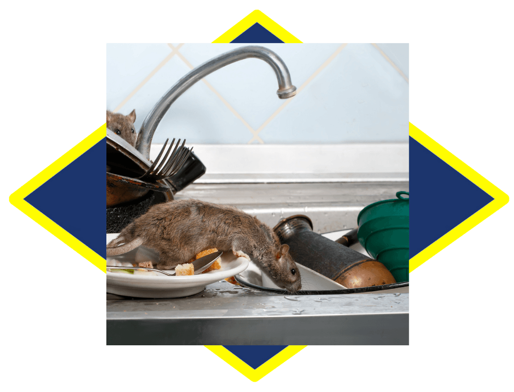 a mouse is eating food from a plate in a sink .
