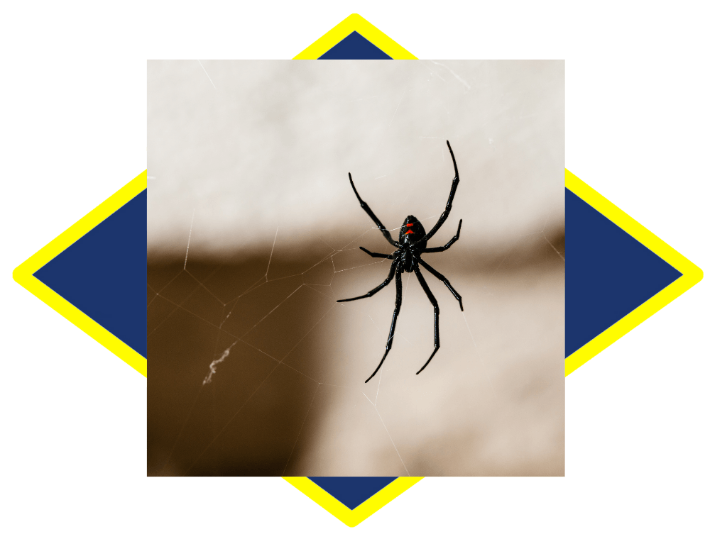 a black spider is sitting on a web on a wall .