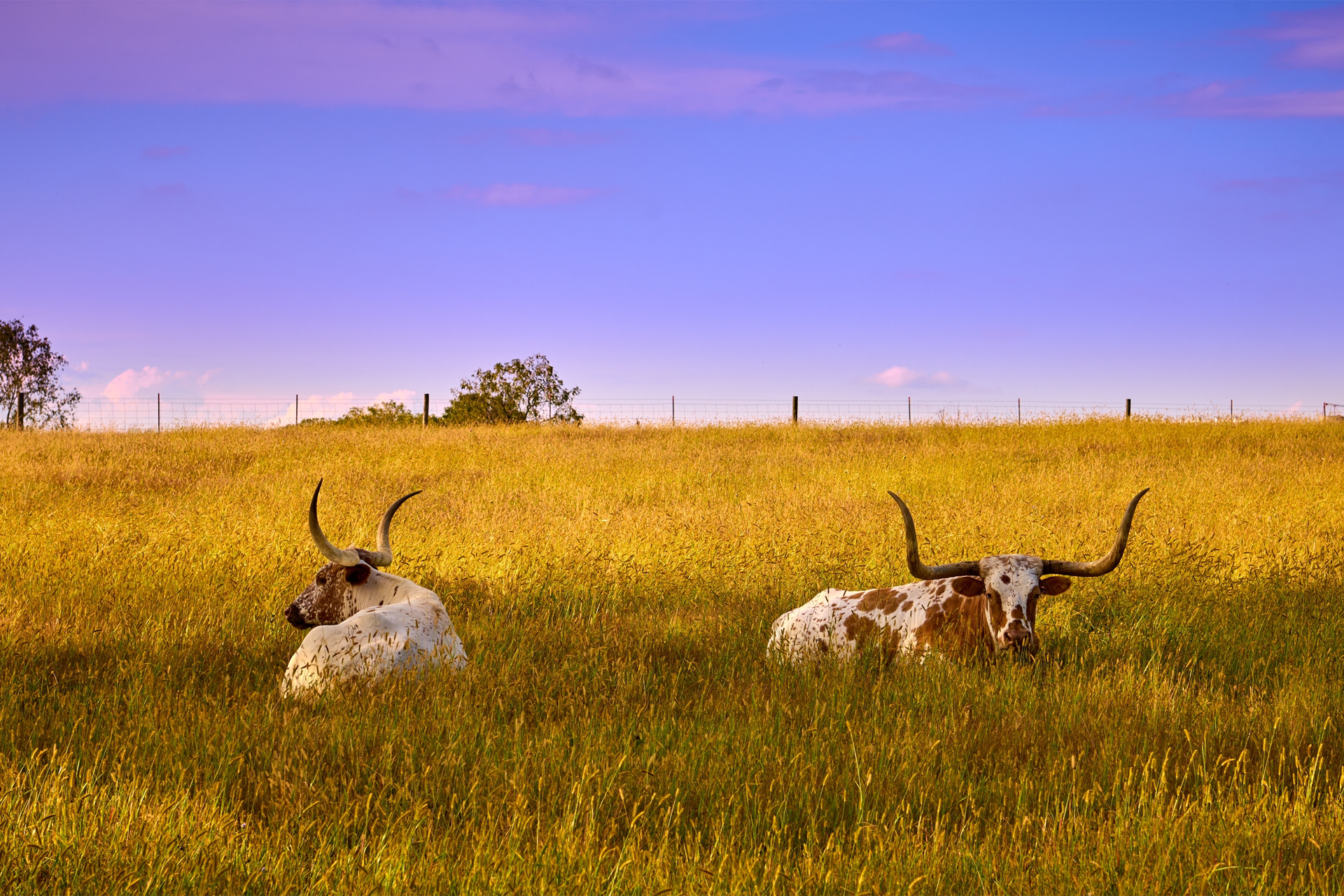 Two longhorn cattle are laying in a field of yellow flowers.