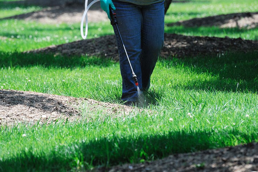 dealing with grass mites