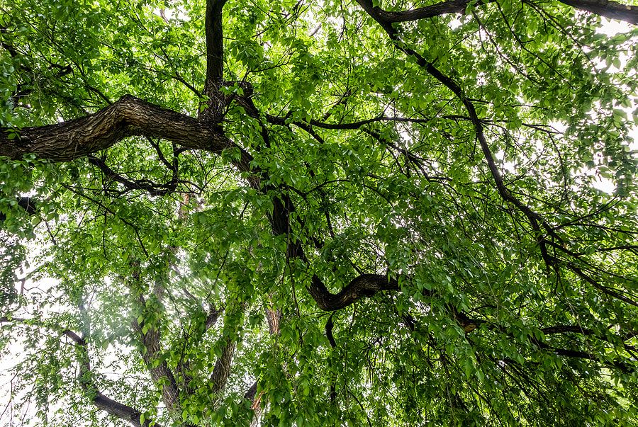full of beautiful trees of all kinds