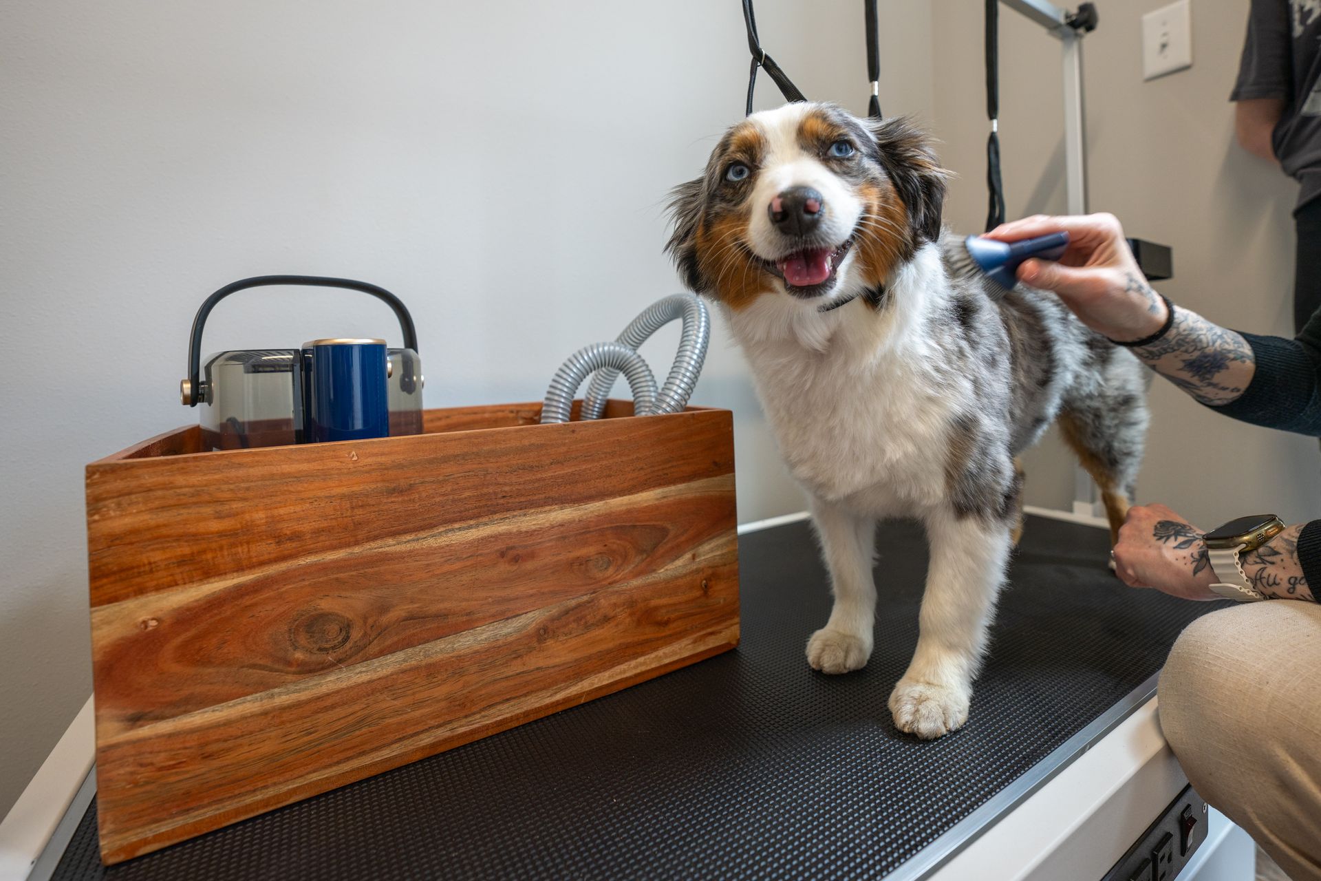 pet grooming station