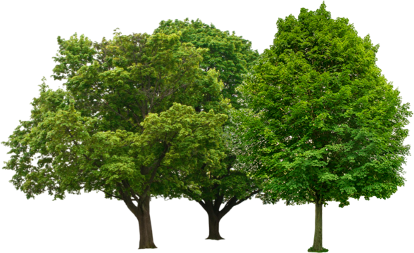 Three trees with green leaves on a white background