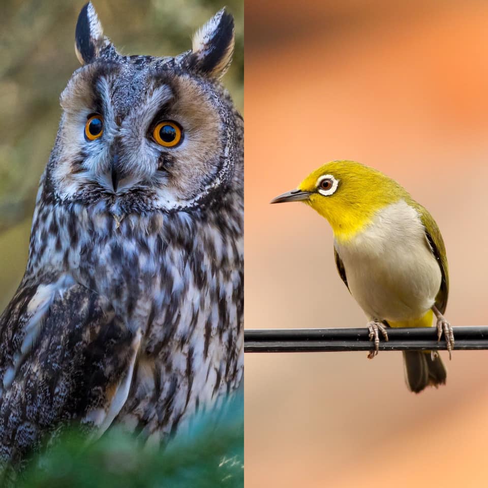 Die Ohren Der Vogel