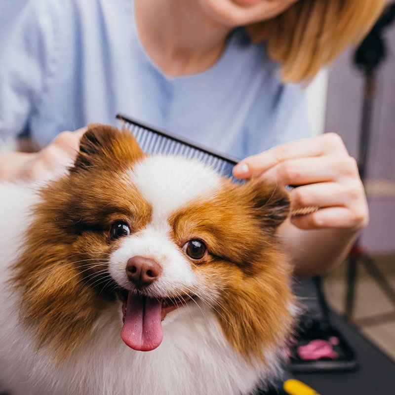 Professional Groomer Shears and Combs the Dog — Williamsport, PA — Paw Prints Dog Grooming