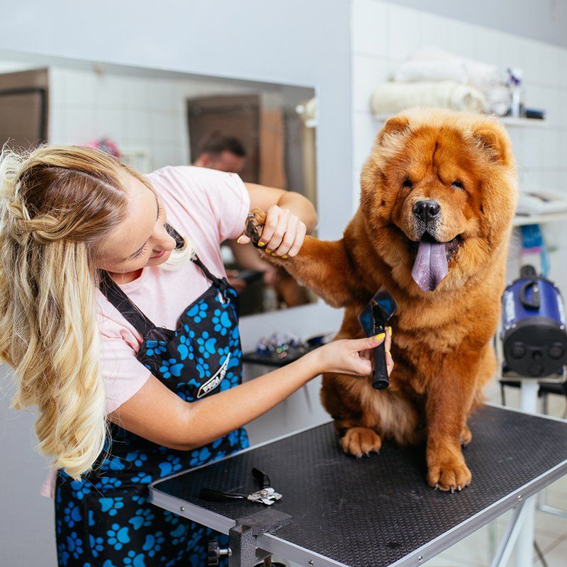 Dog Grooming Services | Williamsport, PA | Paw Prints Dog Grooming