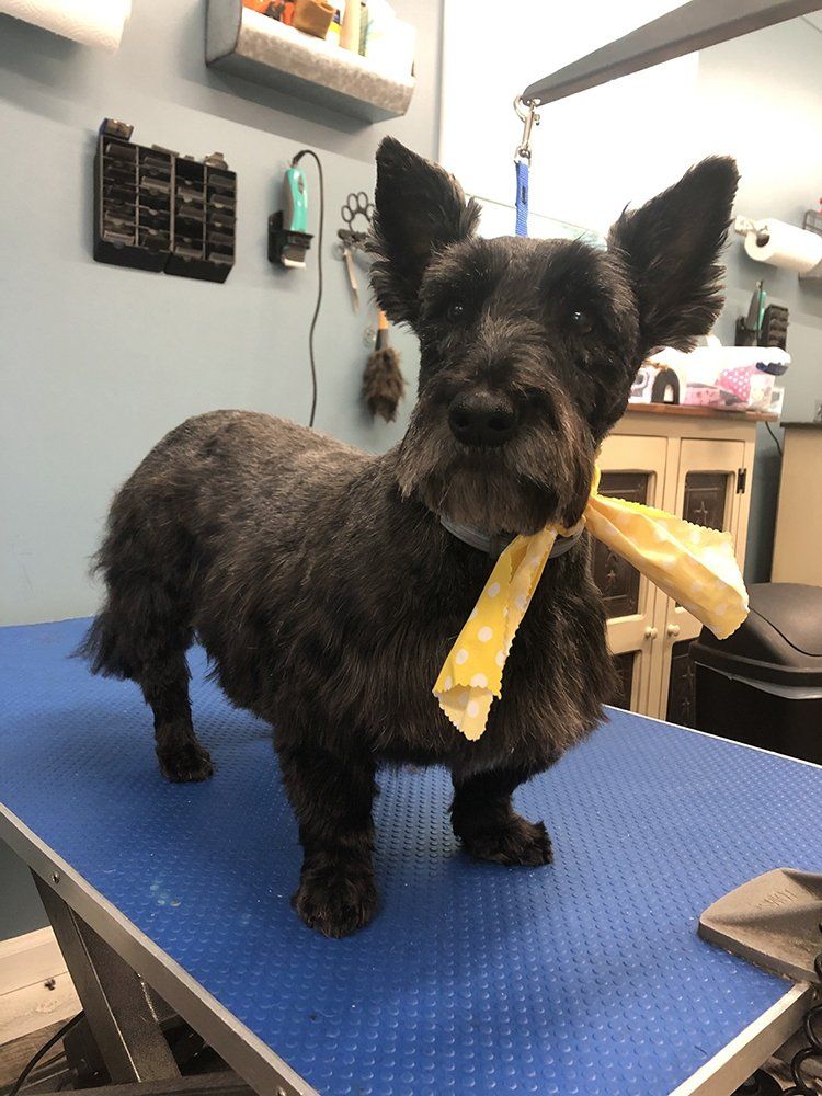 Dog with Yellow Ribbon — Williamsport, PA — Paw Prints Dog Grooming