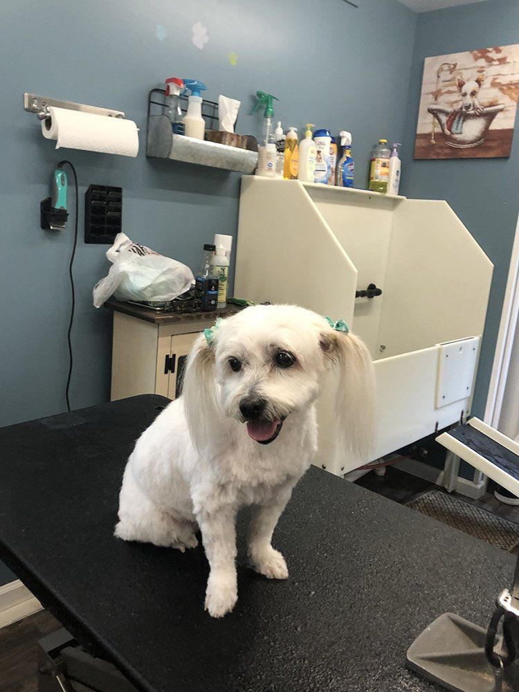 White Dog — Williamsport, PA — Paw Prints Dog Grooming
