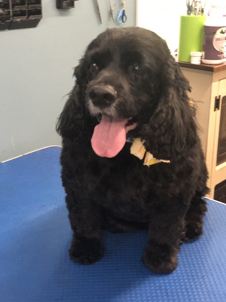 Black Dog — Williamsport, PA — Paw Prints Dog Grooming