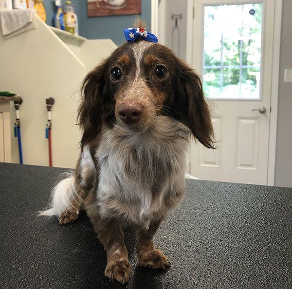 Dog with Blue Ribbon on Head — Williamsport, PA — Paw Prints Dog Grooming