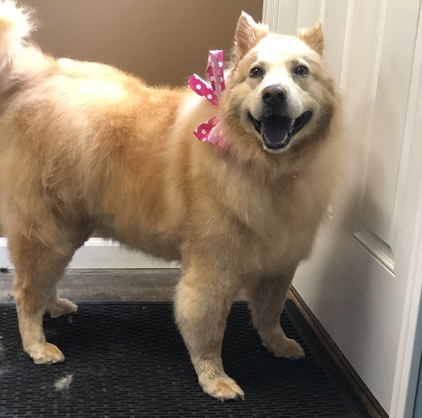 Golden Retriever with Ribbon — Williamsport, PA — Paw Prints Dog Grooming