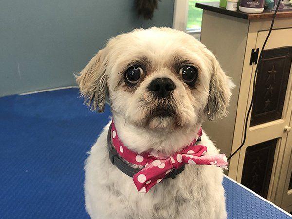 Cute Dog with Collar and Ribbon — Williamsport, PA — Paw Prints Dog Grooming