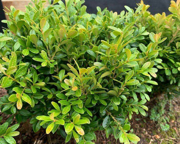 Dwarf Japanese Buxus