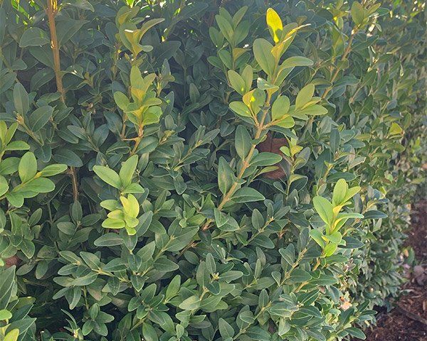 Buxus Sempervirens - English Box