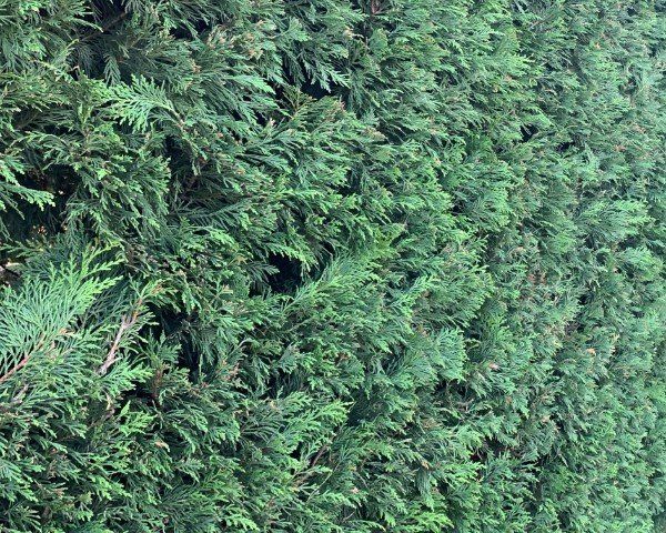Cupressocyparis Leylandii - Leighton Green