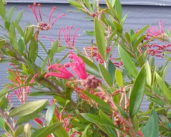 A plant with red flowers and green leaves