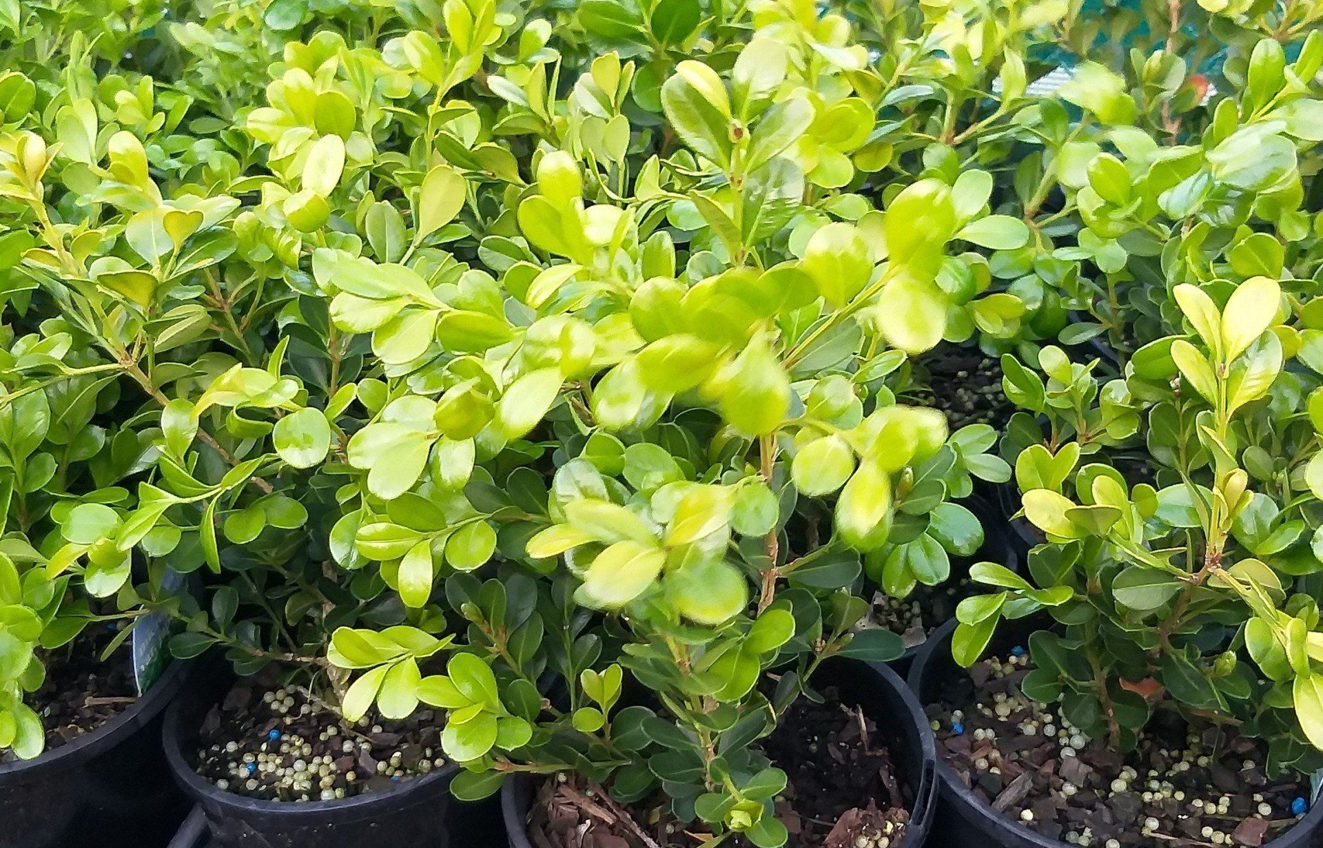 Buxus Microphylla Japonica - Japanese Box