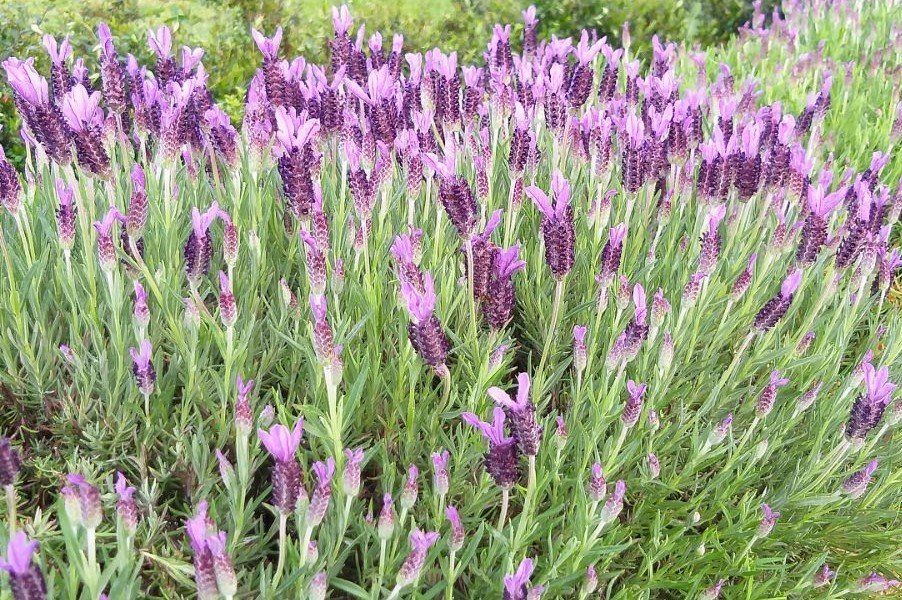 Lavender Avonview
