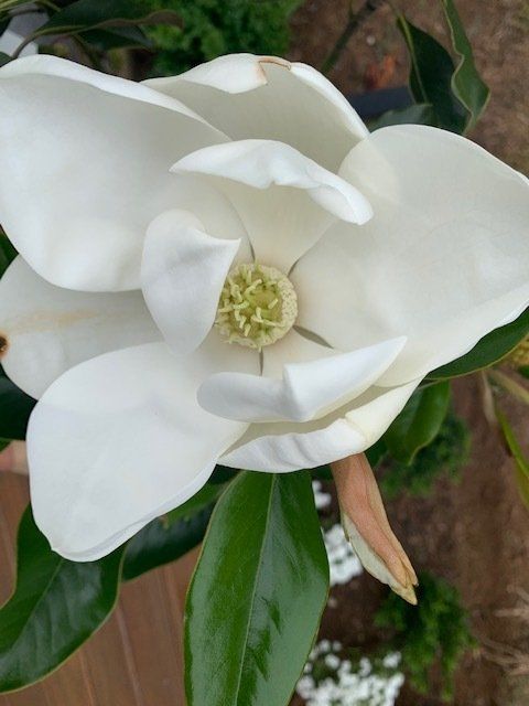 Magnolia Little Gem