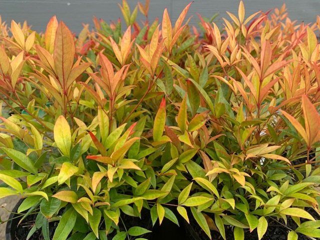 A bushes with green and red leaves