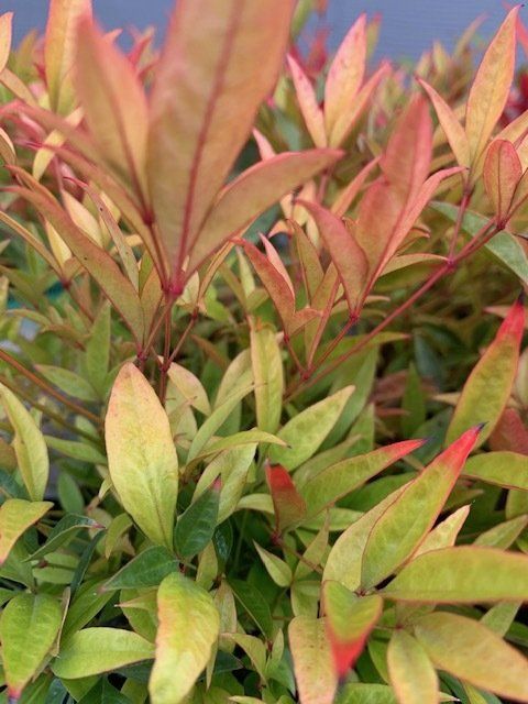Nandina Moon Bay