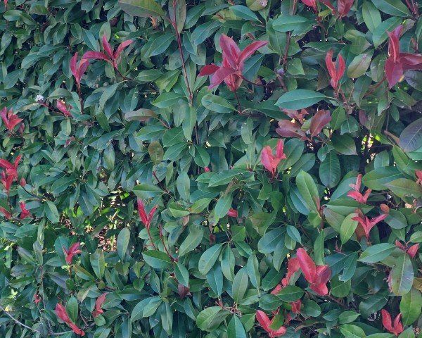 Photinia Red Robin