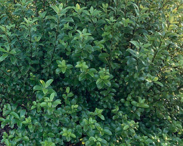 Pittosporum Green Pillar