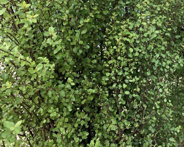 Pittosporum Silversheen