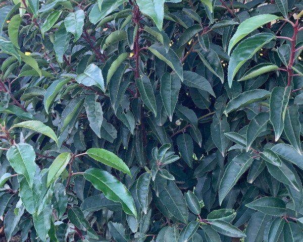 Prunus Lusitanica - Portuguese Laurel