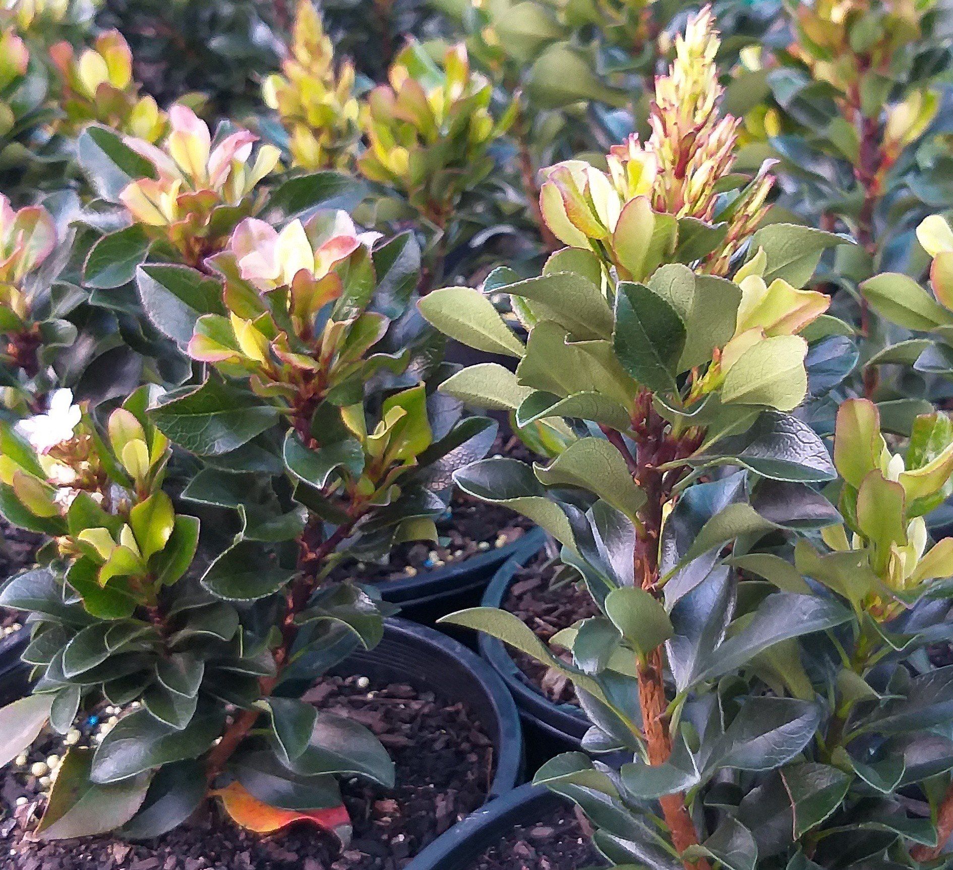 Rhaphiolepis Snow Maiden