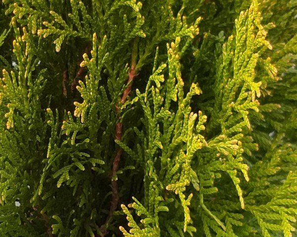 Thuja Smaragd