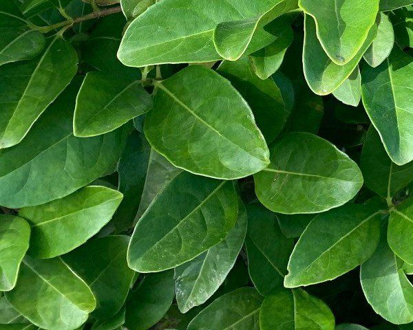 Viburnum Ordoratissimum