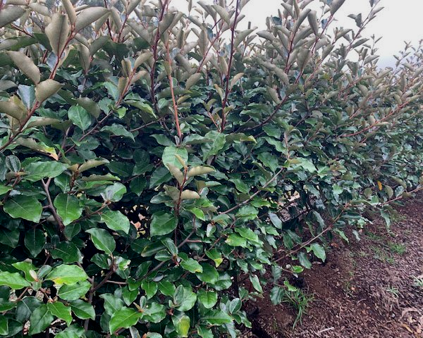 Elaeagnus Macrophylla